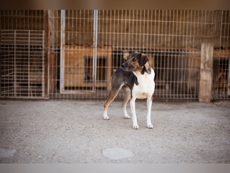 ROBI❤️zauberhafter, lieber Hundejunge, zurückhaltend und sozial
