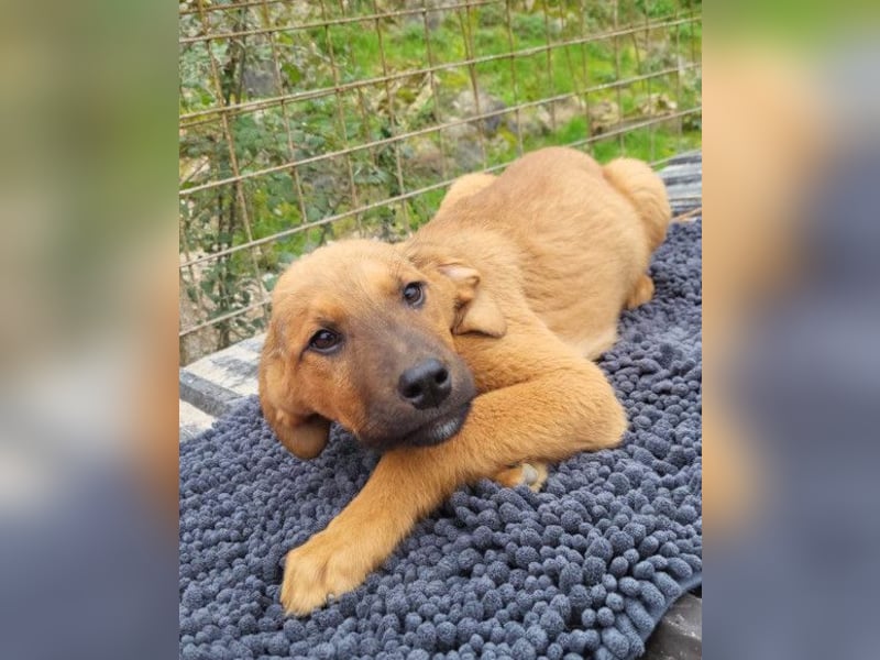 charmanter LASKO❤️wartet in 25474 Bönningstedt!
