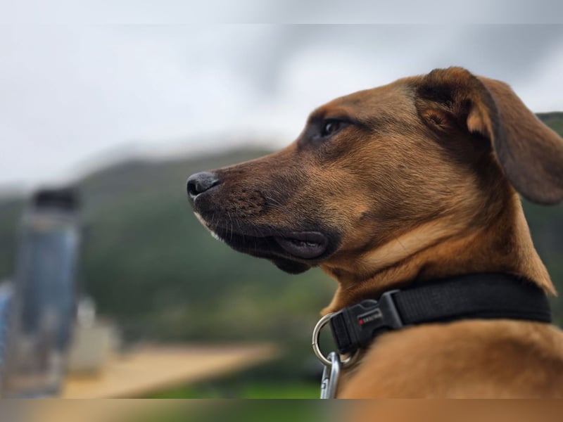 charmanter LASKO❤️wartet in 25474 Bönningstedt!