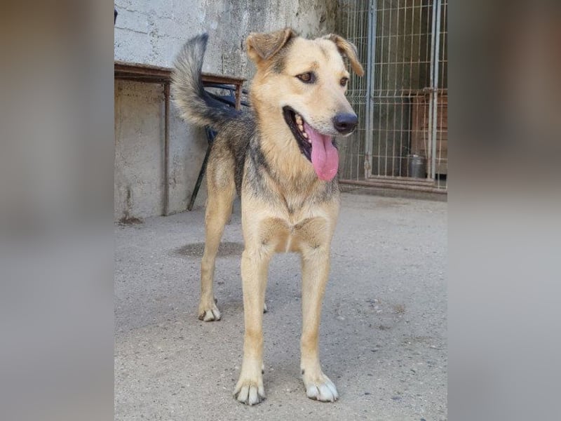 Flinn sucht sein Für-Immer-Zuhause Flinn sucht sein Für-Immer-Zuhause