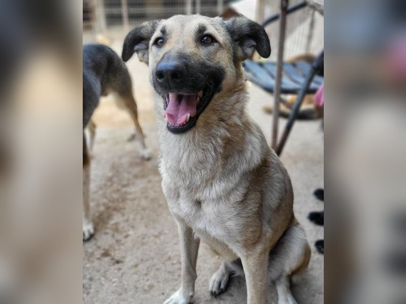 Beauty ♥ Fly ♥ herzliche, treue Fellfreundin