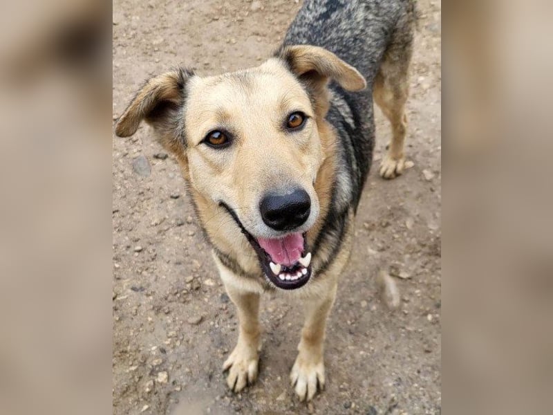 Flinn sucht sein Für-Immer-Zuhause Flinn sucht sein Für-Immer-Zuhause