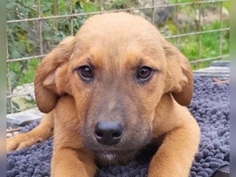 charmanter LASKO❤️wartet in 25474 Bönningstedt!