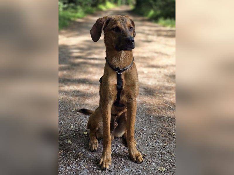 charmanter LASKO❤️wartet in 25474 Bönningstedt!