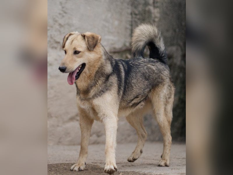 Flinn sucht sein Für-Immer-Zuhause