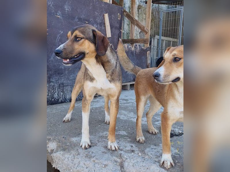 Dave möchte endlich sein Zuhause finden