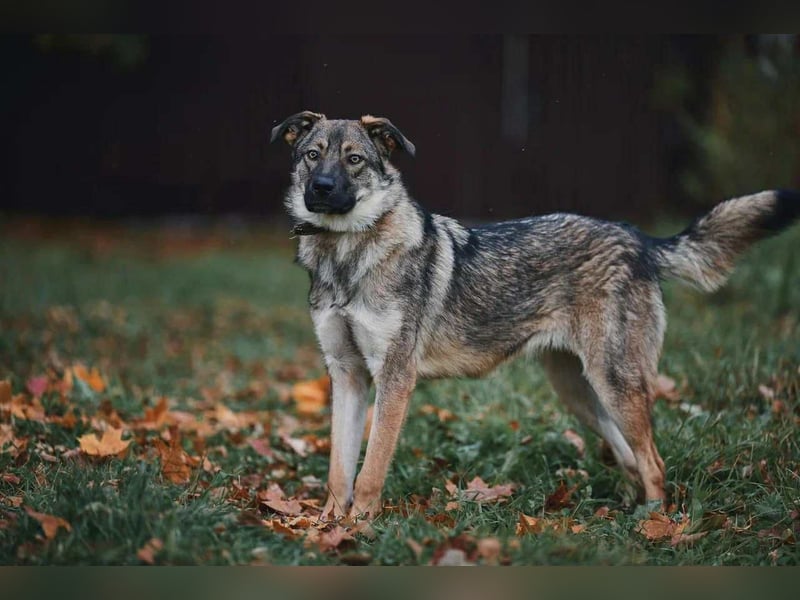 Sanfte Santa sucht liebevolles Zuhause