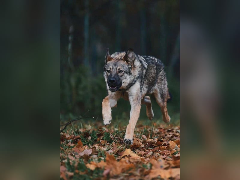 Sanfte Santa sucht liebevolles Zuhause