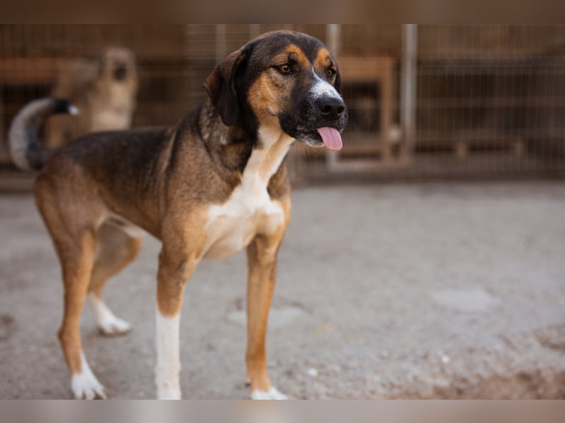 Dave möchte endlich sein Zuhause finden