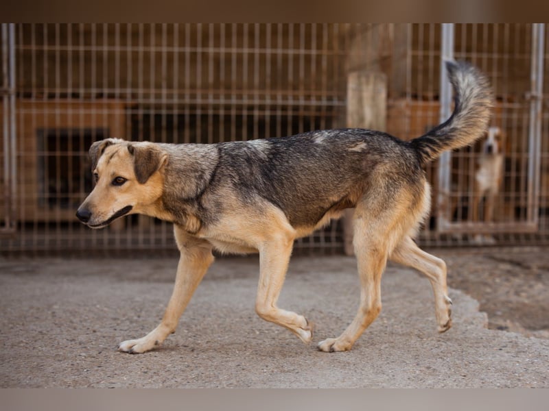 Flinn sucht sein Für-Immer-Zuhause Flinn sucht sein Für-Immer-Zuhause
