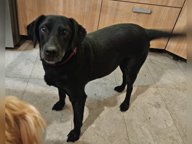 MAYA❤️sanfte, kluge & katzenverträgliche schwarze Schönheit