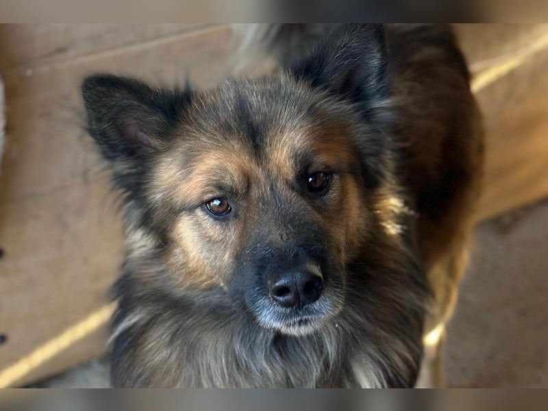 DANTE❤️flauschige, soziale Knutschkugel sucht dringend Nestwärme