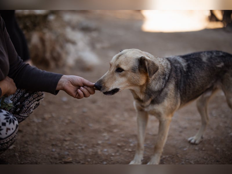 Flinn sucht sein Für-Immer-Zuhause