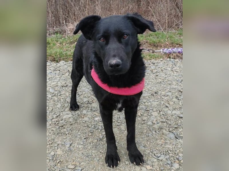 ASYA❤️verschmuste Schönheit mit einem ganz großen Herzen ASYA❤️verschmuste Schönheit mit einem ganz großen Herzen