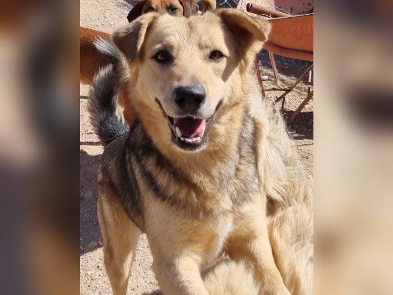 Flinn sucht sein Für-Immer-Zuhause Flinn sucht sein Für-Immer-Zuhause