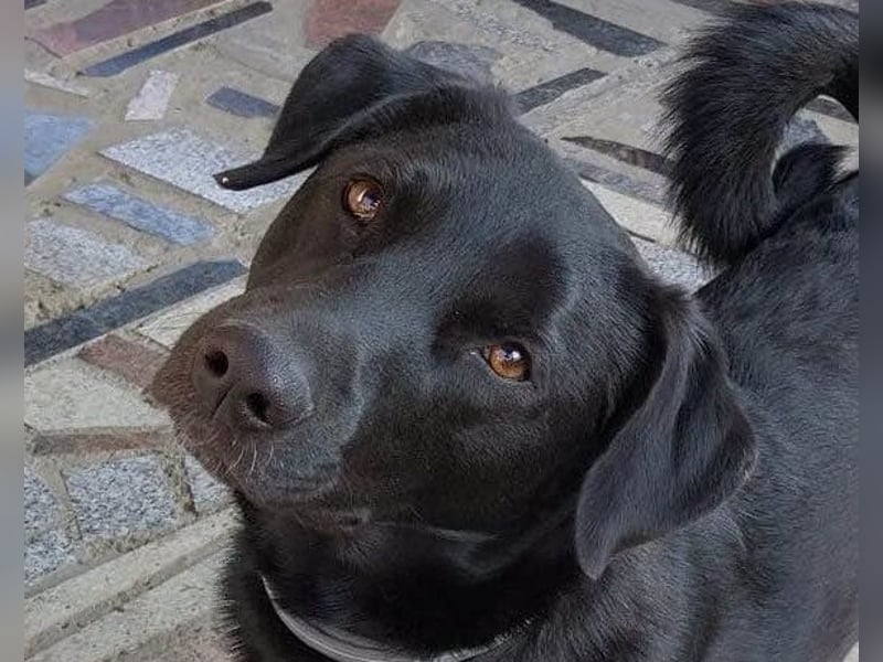 SCOOBY❤️lebensfroher, aktiver Lausbub und sehr menschenbezogen