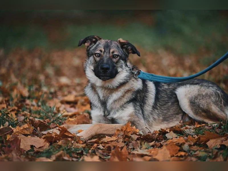 Sanfte Santa sucht liebevolles Zuhause