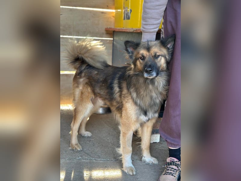 DANTE❤️flauschige, soziale Knutschkugel sucht dringend Nestwärme