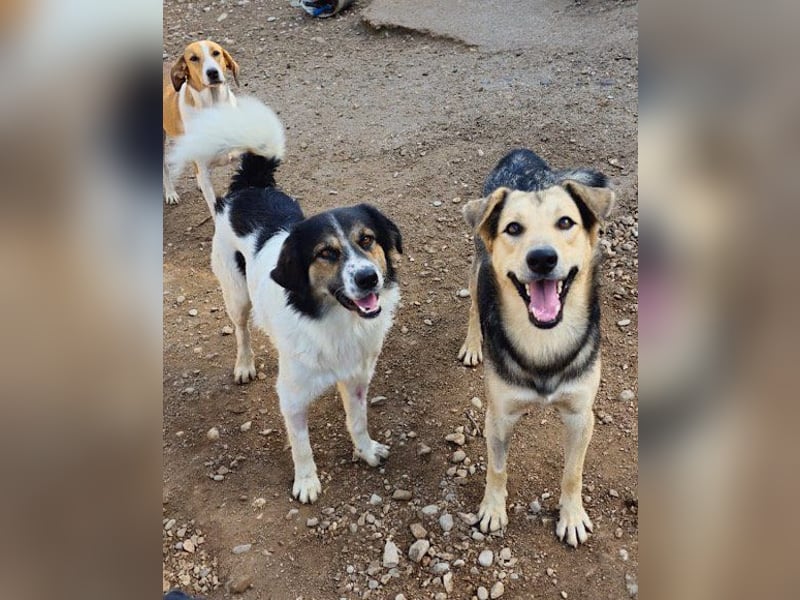 Flinn sucht sein Für-Immer-Zuhause