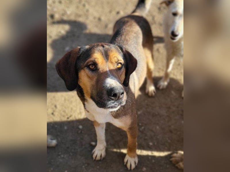 Dave möchte endlich sein Zuhause finden