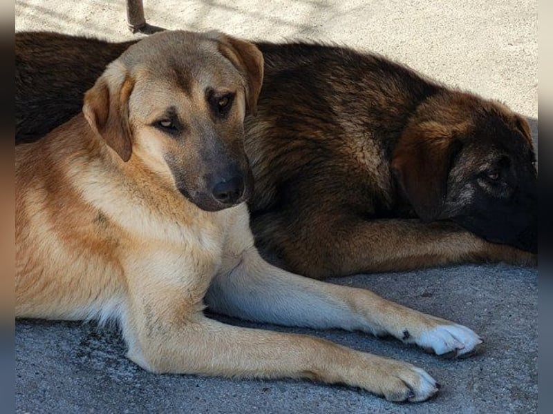 SCHLAUBI❤️smarter, kluger und entzückender Fellnasen-Fratz!
