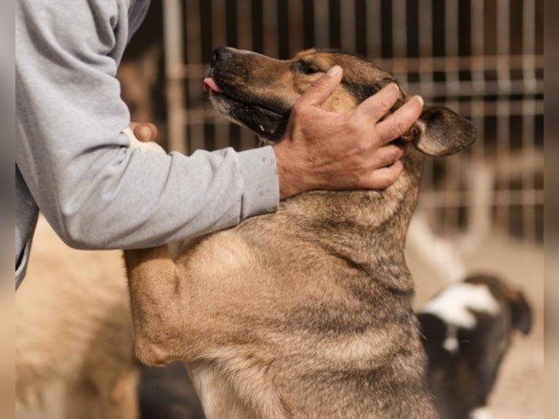 Dave möchte endlich sein Zuhause finden