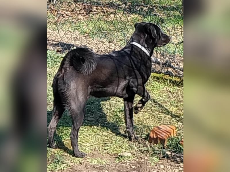 SCOOBY❤️lebensfroher, aktiver Lausbub und sehr menschenbezogen