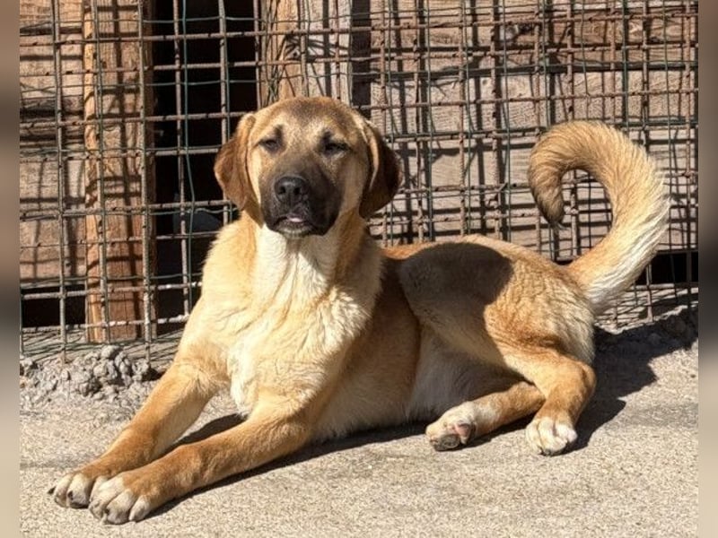 SCHLAUBI❤️smarter, kluger und entzückender Fellnasen-Fratz!