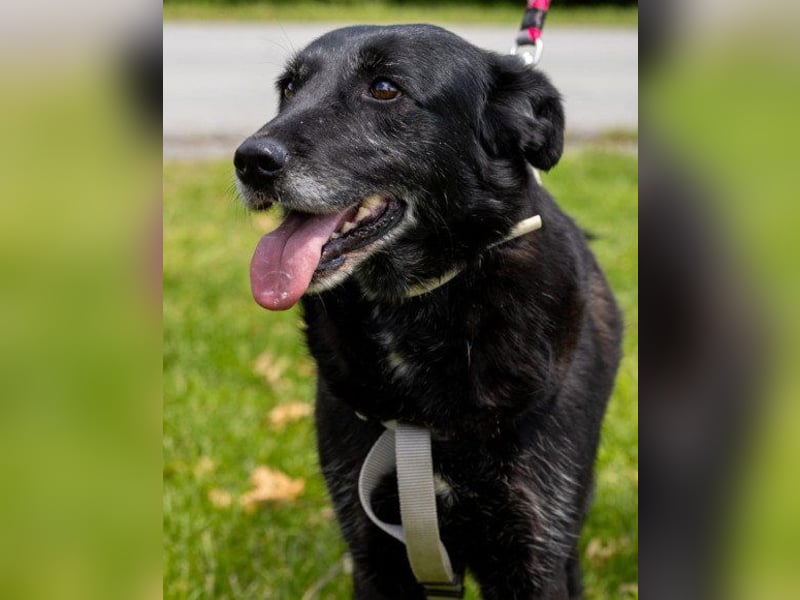 OldLady ♥Gita♥ die pure Herzenshündin OldLady ♥Gita♥ die pure Herzenshündin