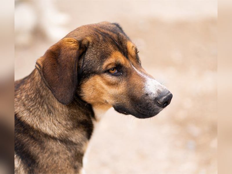 Dave möchte endlich sein Zuhause finden