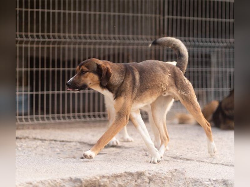 Dave möchte endlich sein Zuhause finden