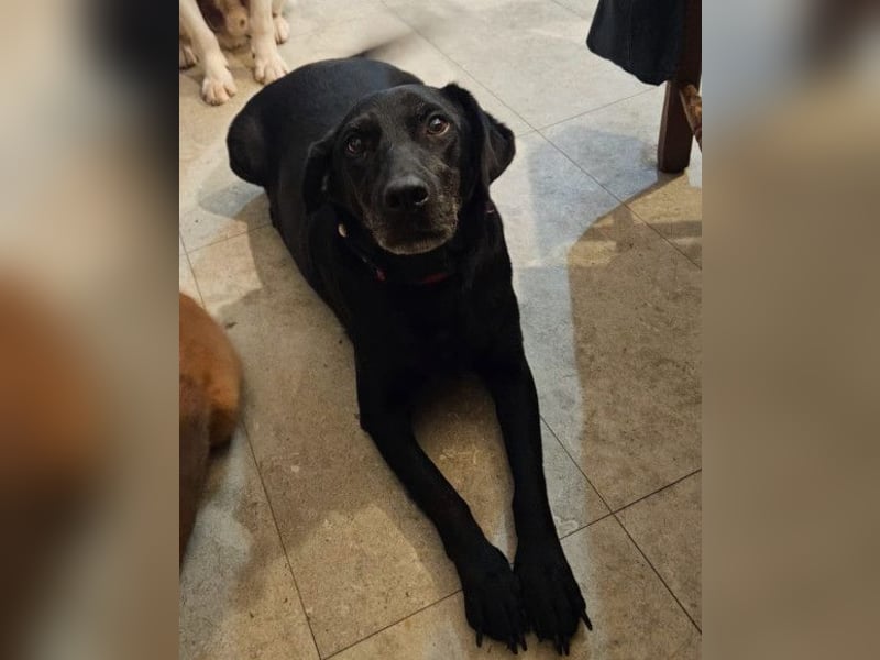 MAYA❤️sanfte, kluge & katzenverträgliche schwarze Schönheit