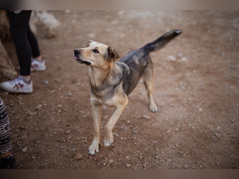 Flinn sucht sein Für-Immer-Zuhause