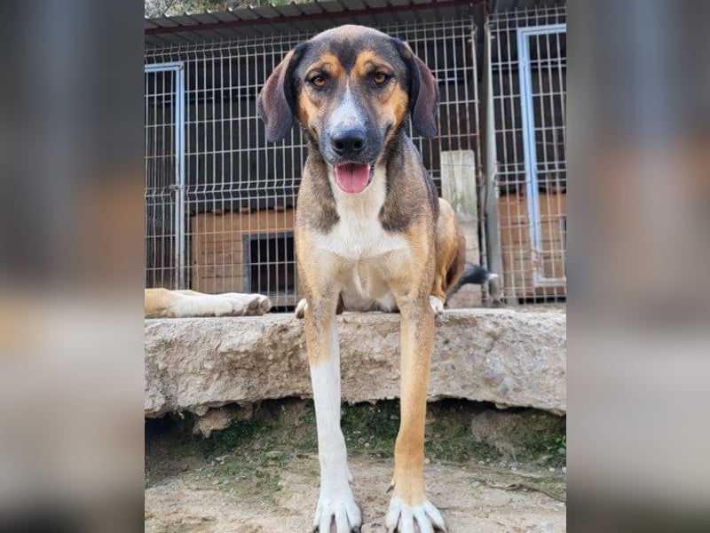 Dave möchte endlich sein Zuhause finden