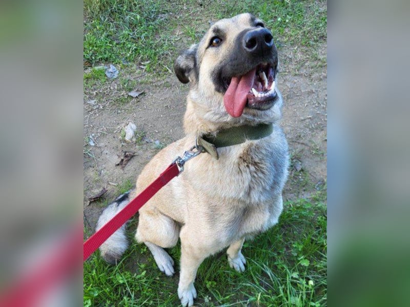 Beauty ♥ Fly ♥ herzliche, treue Fellfreundin