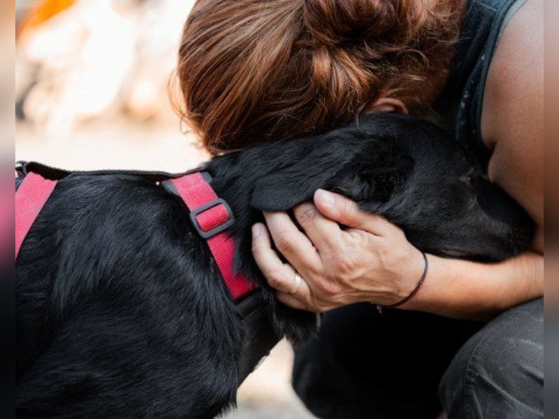 Schöne ♥ Dora ♥ großer Fellschatz auf 4 Pfoten