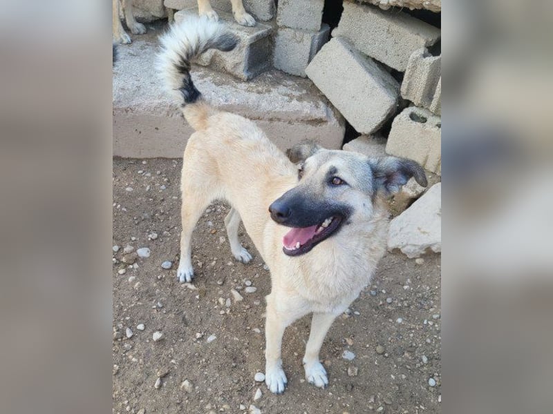 Beauty ♥ Fly ♥ herzliche, treue Fellfreundin