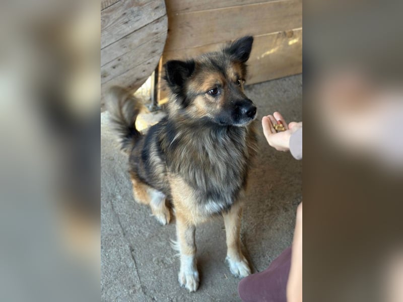 DANTE❤️flauschige, soziale Knutschkugel sucht dringend Nestwärme