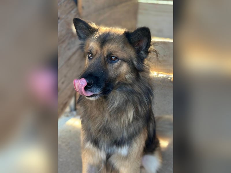 DANTE❤️flauschige, soziale Knutschkugel sucht dringend Nestwärme