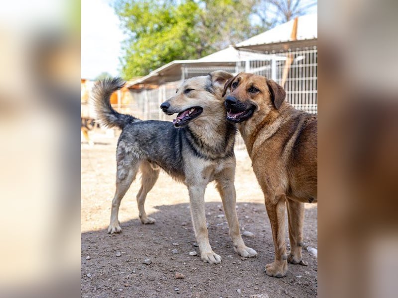 Flinn sucht sein Für-Immer-Zuhause