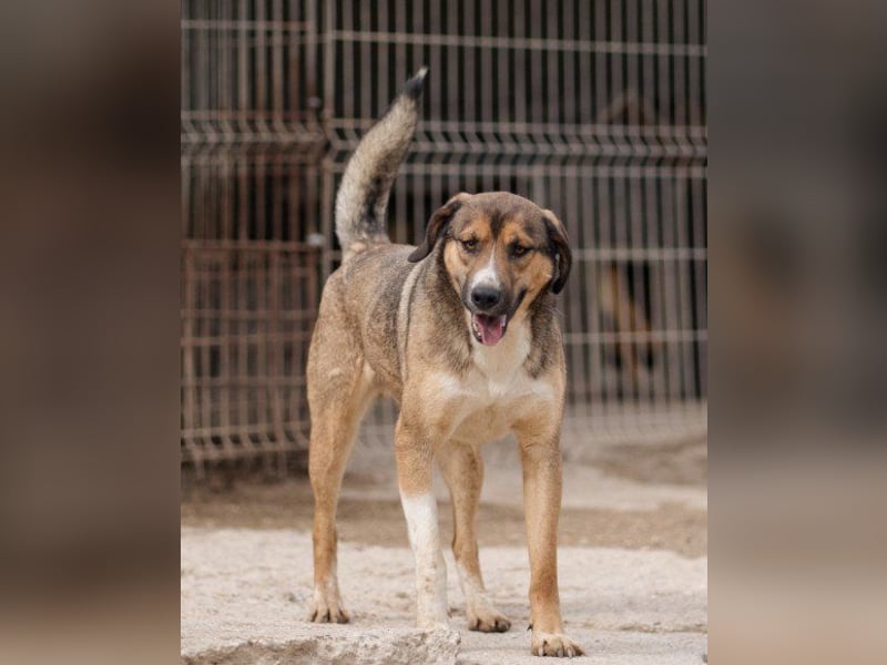 Dave möchte endlich sein Zuhause finden