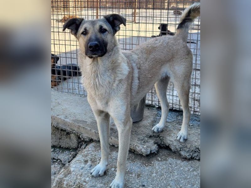 Beauty ♥ Fly ♥ herzliche, treue Fellfreundin