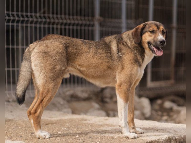 Dave möchte endlich sein Zuhause finden