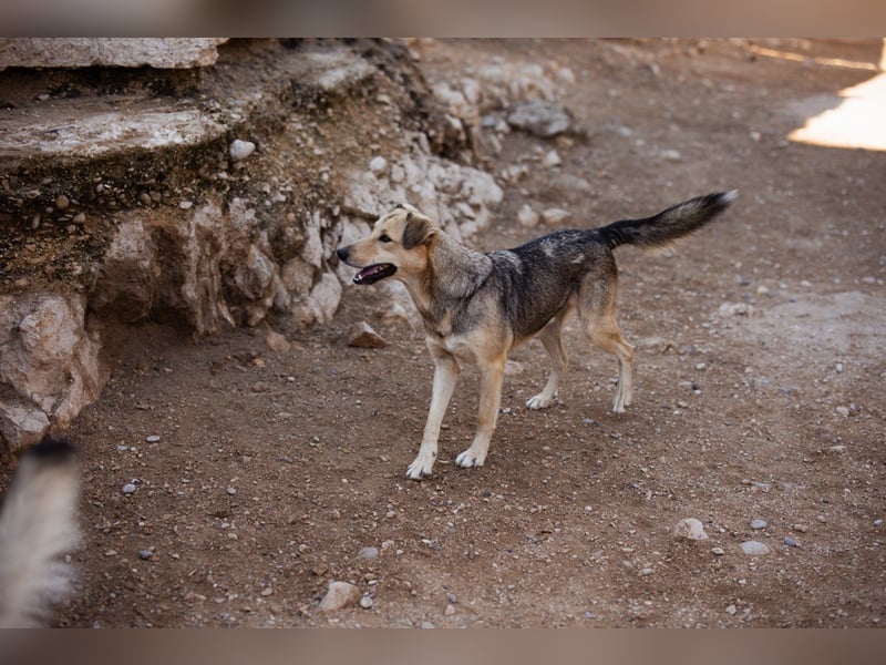 Flinn sucht sein Für-Immer-Zuhause Flinn sucht sein Für-Immer-Zuhause