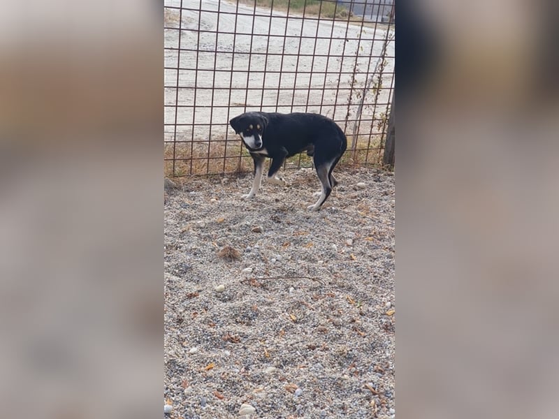 Winnie der Schüchterne