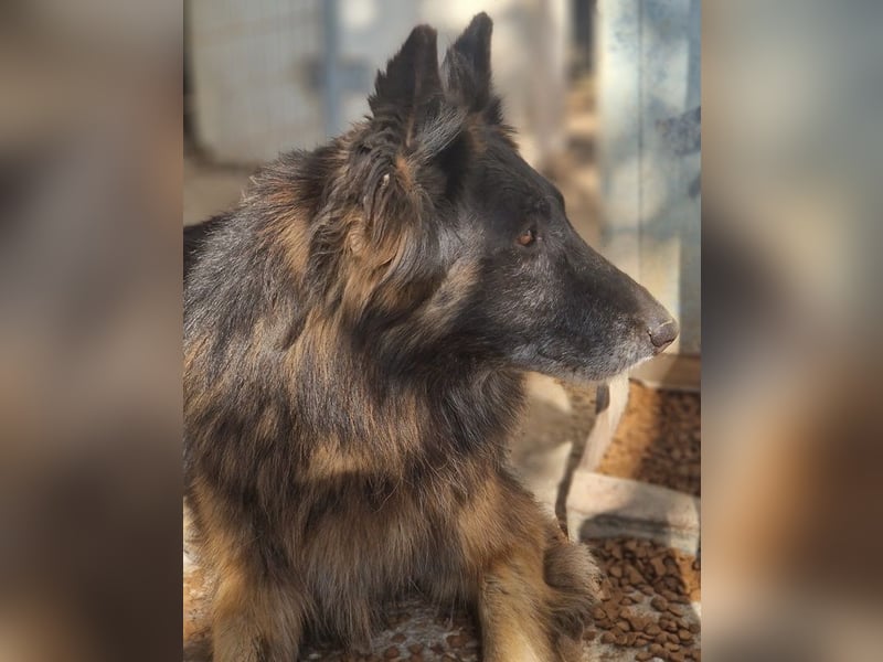 Snorre, geb. ca. 11/2017, lebt in GRIECHENLAND, im städt. Tierheim Serres