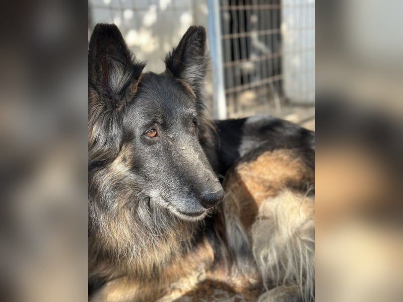 Snorre, geb. ca. 11/2017, lebt in GRIECHENLAND, im städt. Tierheim Serres