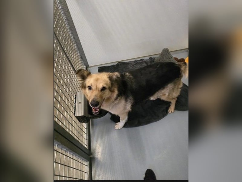 Alicia wartet sehnsüchtig auf ihre Menschen Alicia wartet sehnsüchtig auf ihre Menschen