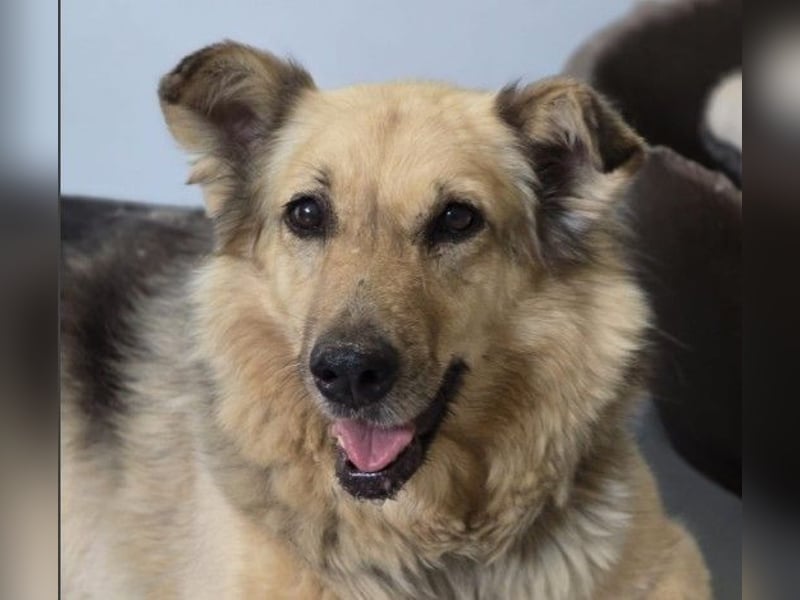 Alicia wartet sehnsüchtig auf ihre Menschen Alicia wartet sehnsüchtig auf ihre Menschen