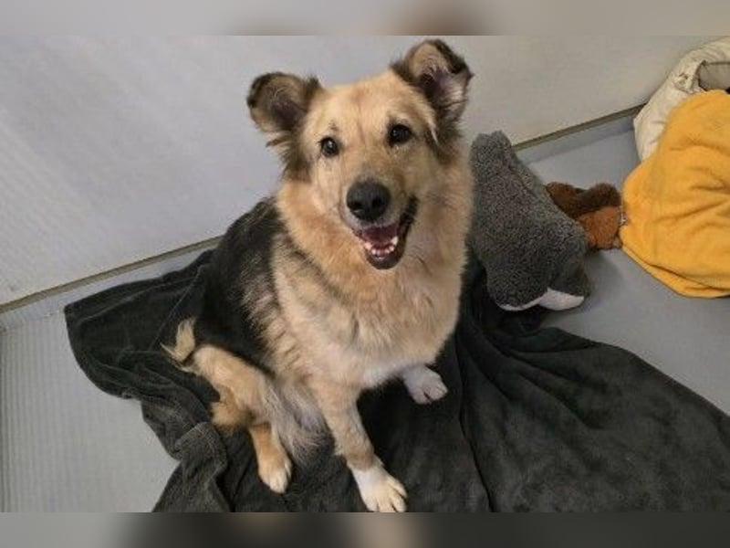 Alicia wartet sehnsüchtig auf ihre Menschen Alicia wartet sehnsüchtig auf ihre Menschen